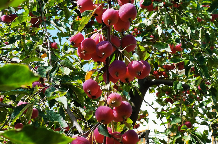 榆林市府谷縣:“平板車上”的海紅果踏上“國際班列”_fororder_圖片5